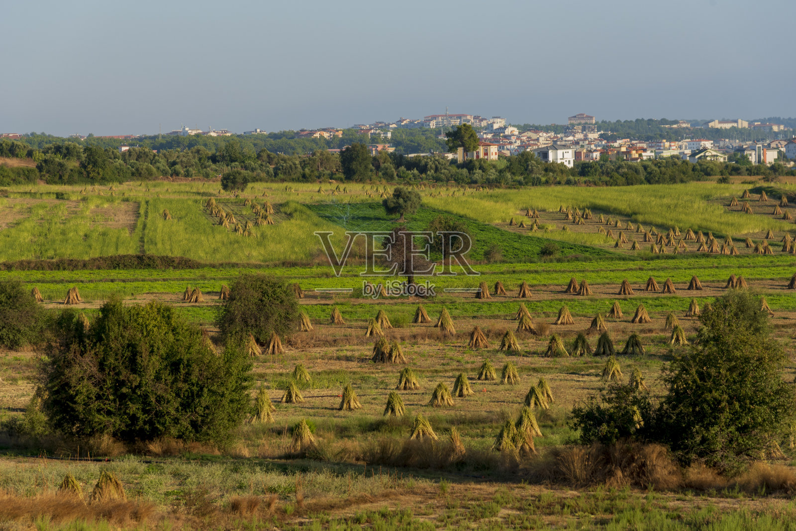 芝麻秋收照片摄影图片