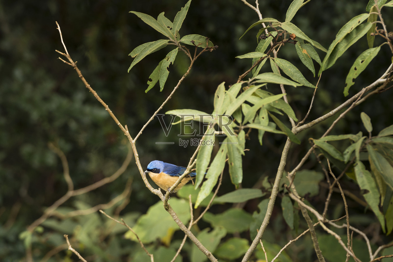 蓝黄唐纳雀(鲣)照片摄影图片