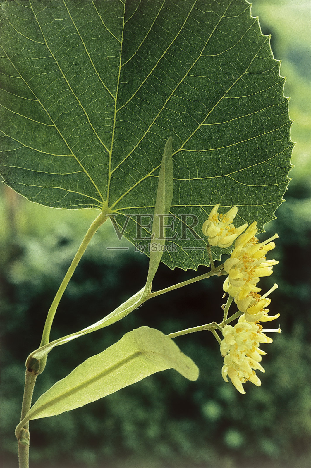 酸橙树照片摄影图片