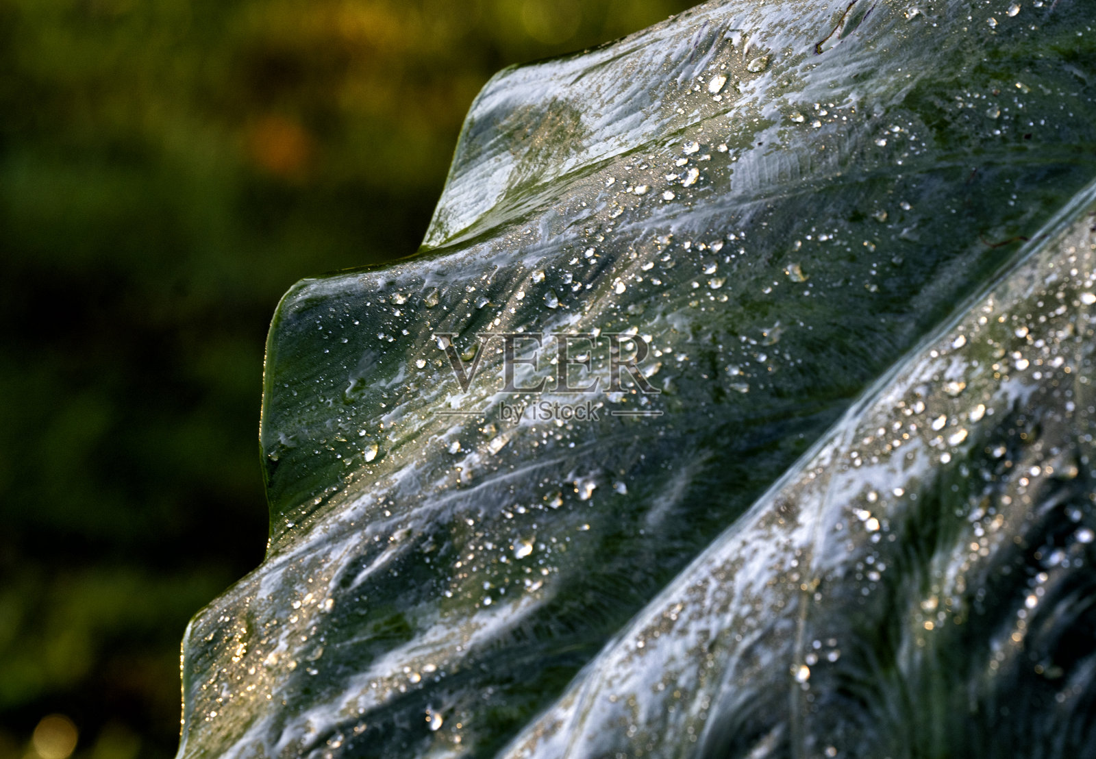 湿叶子的细节照片摄影图片