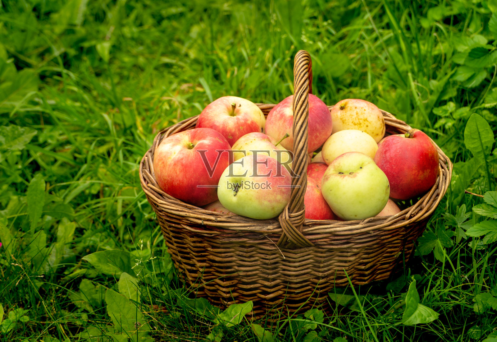 篮子里的苹果在绿草的背景下照片摄影图片