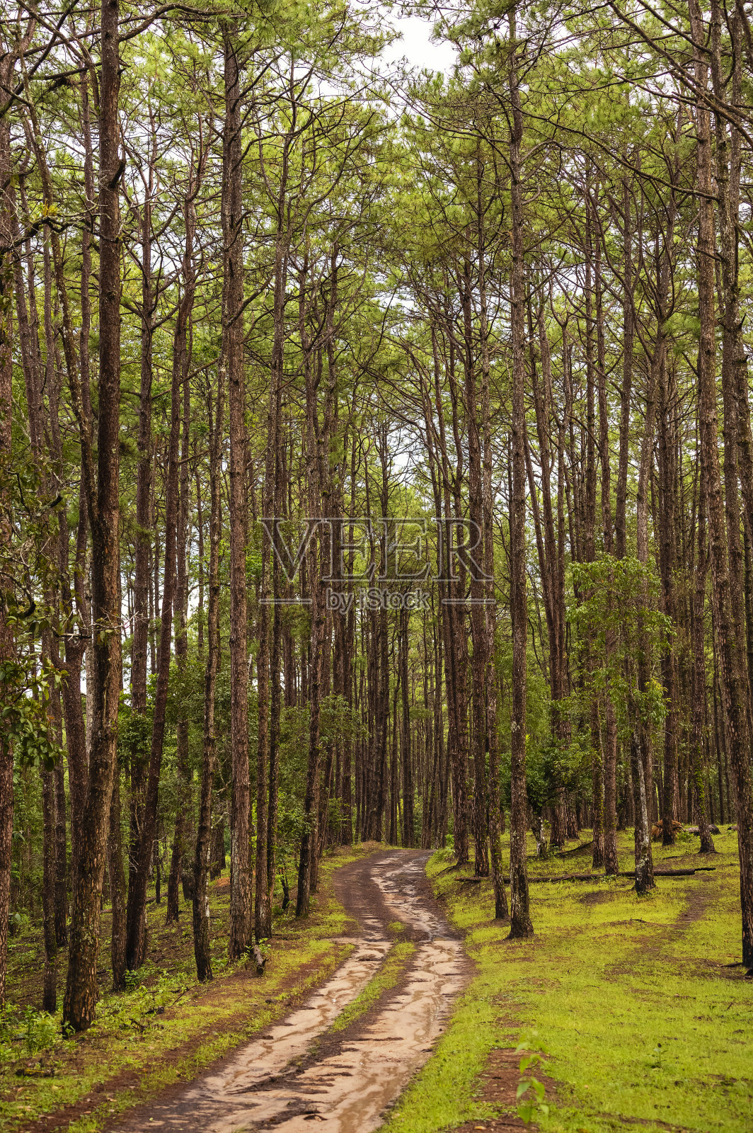 夏季松林中的森林小径照片摄影图片