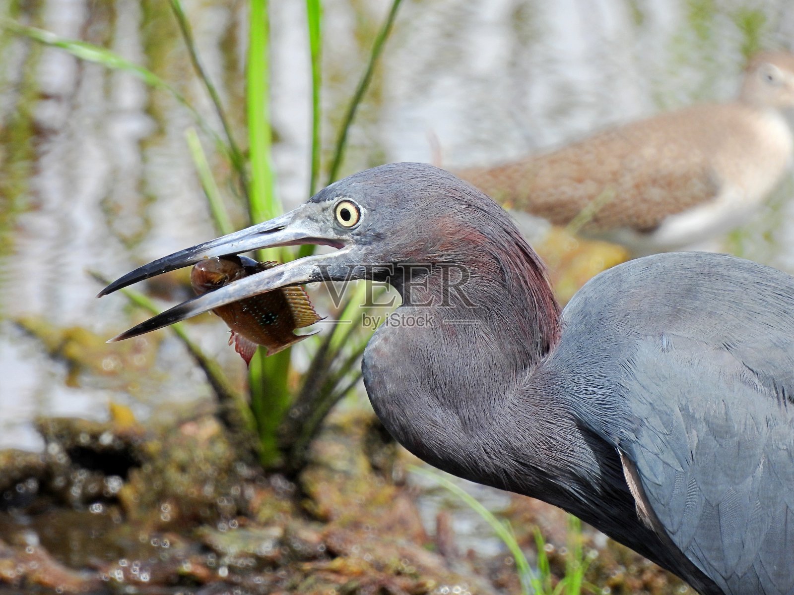 小蓝鹭(白鹭)与小鱼和孤独的矶鹞在背景中逐渐消失照片摄影图片