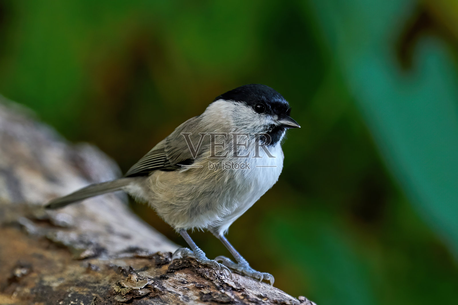 沼泽山雀(沼泽山雀)照片摄影图片