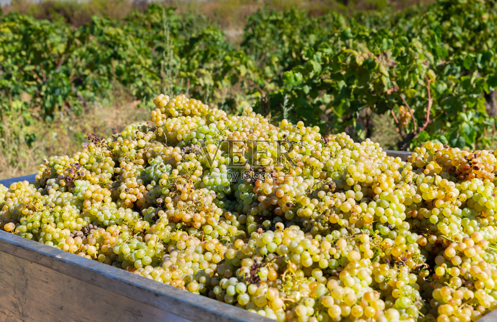 一个装满新鲜葡萄的大木箱立在果园里照片摄影图片