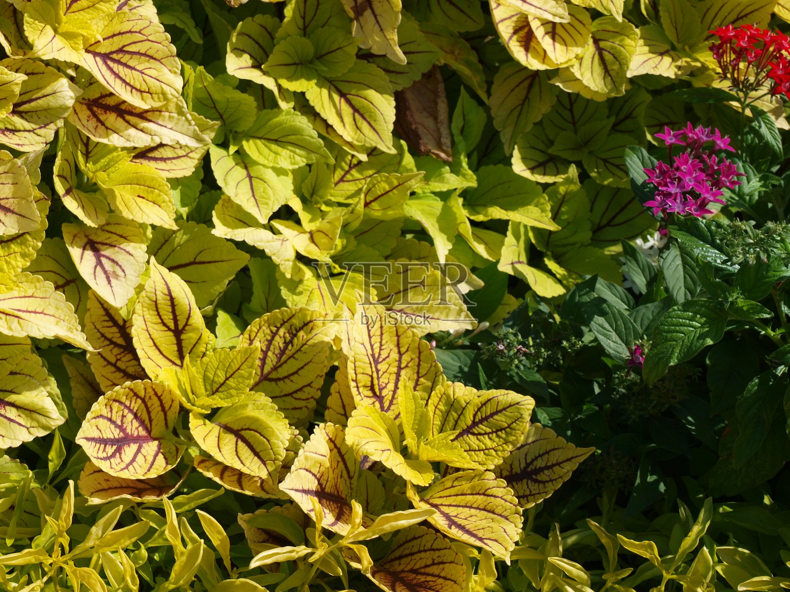 秋季花坛正在重新种植照片摄影图片