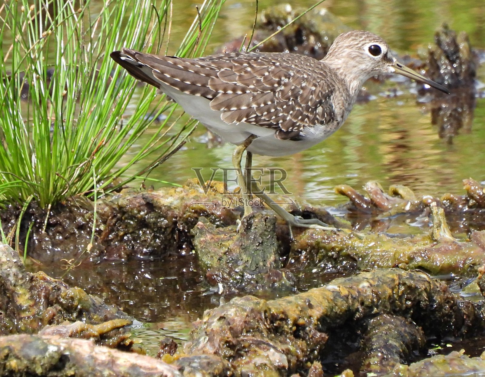 孤独的鹬(Tringa solitaria)在佛罗里达湿地觅食照片摄影图片