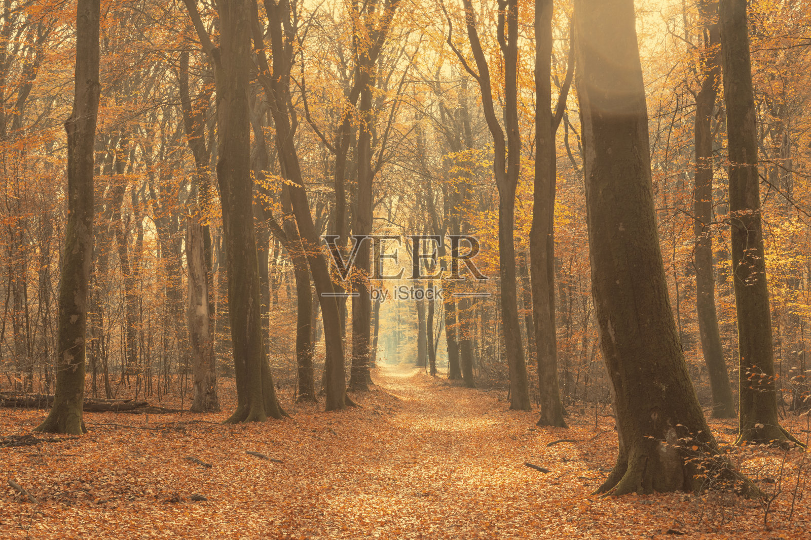 在一个美丽的雾蒙蒙的秋日，穿过一片雾蒙蒙的森林照片摄影图片