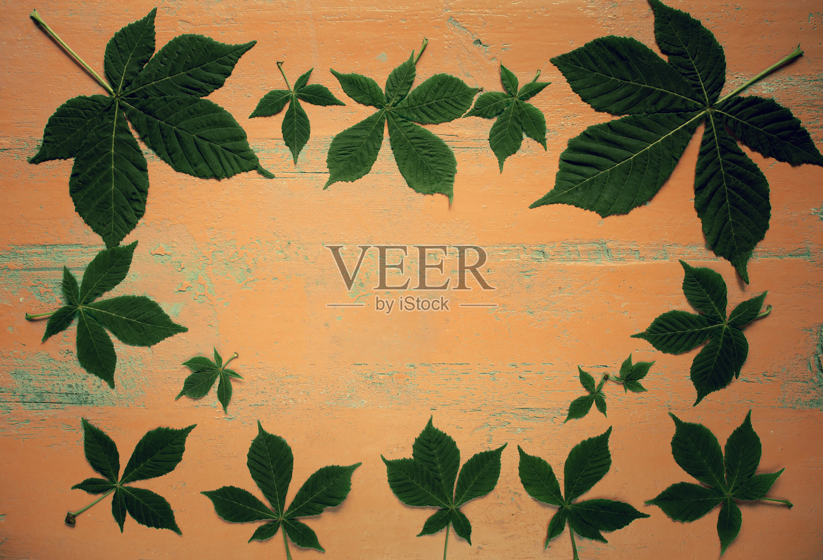 油漆过的旧木桌，新鲜的栗叶。自然背景。前视图。图像是带有拷贝空间的照片摄影图片