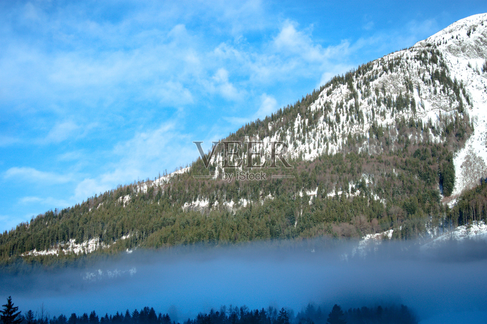 初冬的风景。冬天森林里晴朗的早晨。雾和松树的绿色与刚落下的雪的白色的对比。照片摄影图片