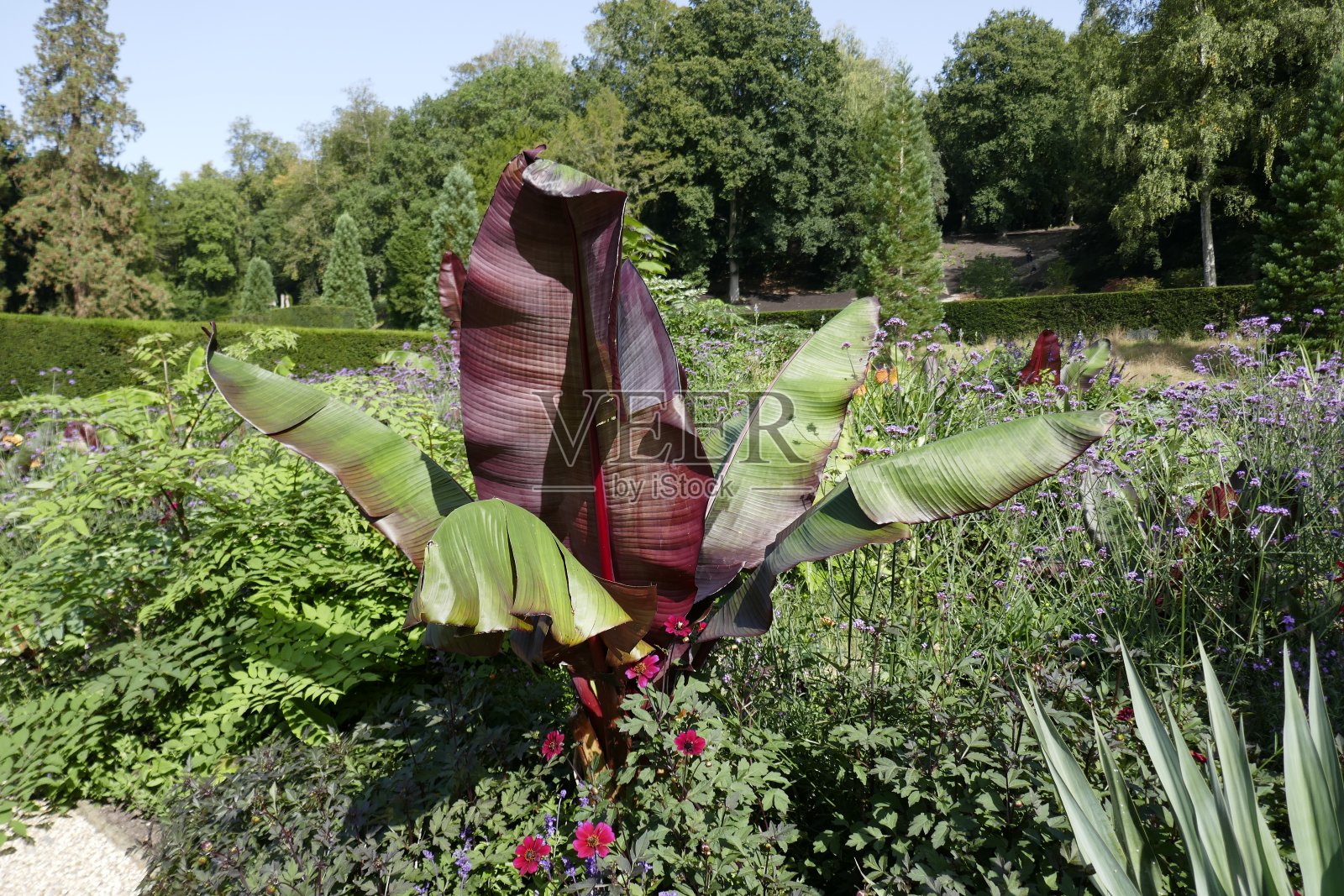 花坛里的香蕉树照片摄影图片