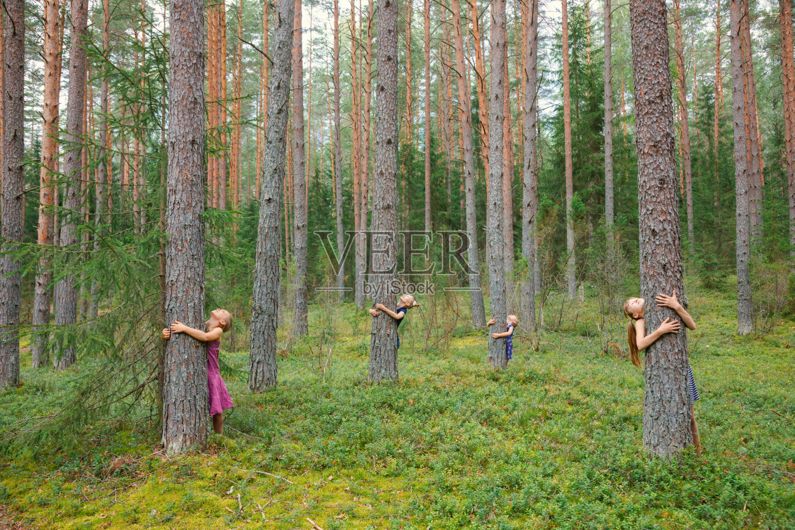 孩子们在森林里拥抱松树照片摄影图片