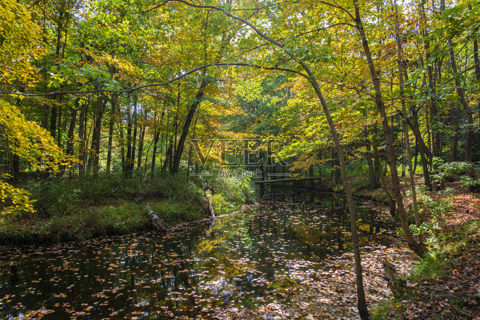 秋天的森林景观，河中树木的倒影照片摄影图片