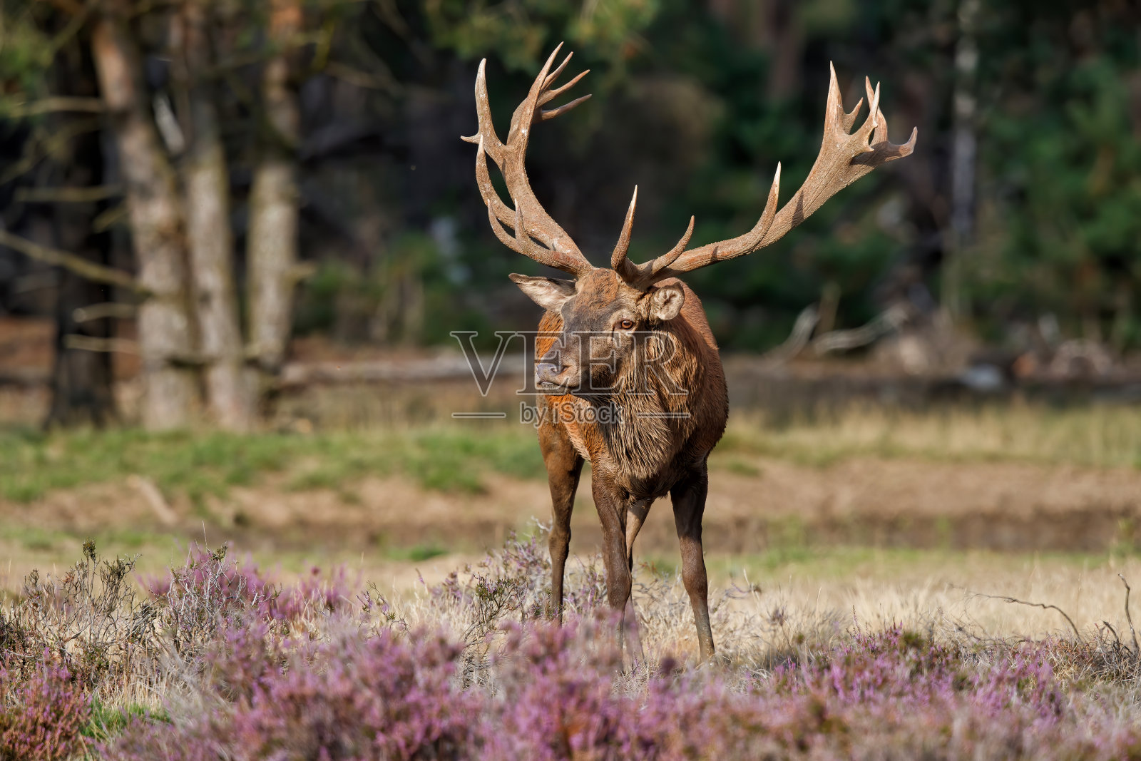 森林里有马鹿照片摄影图片