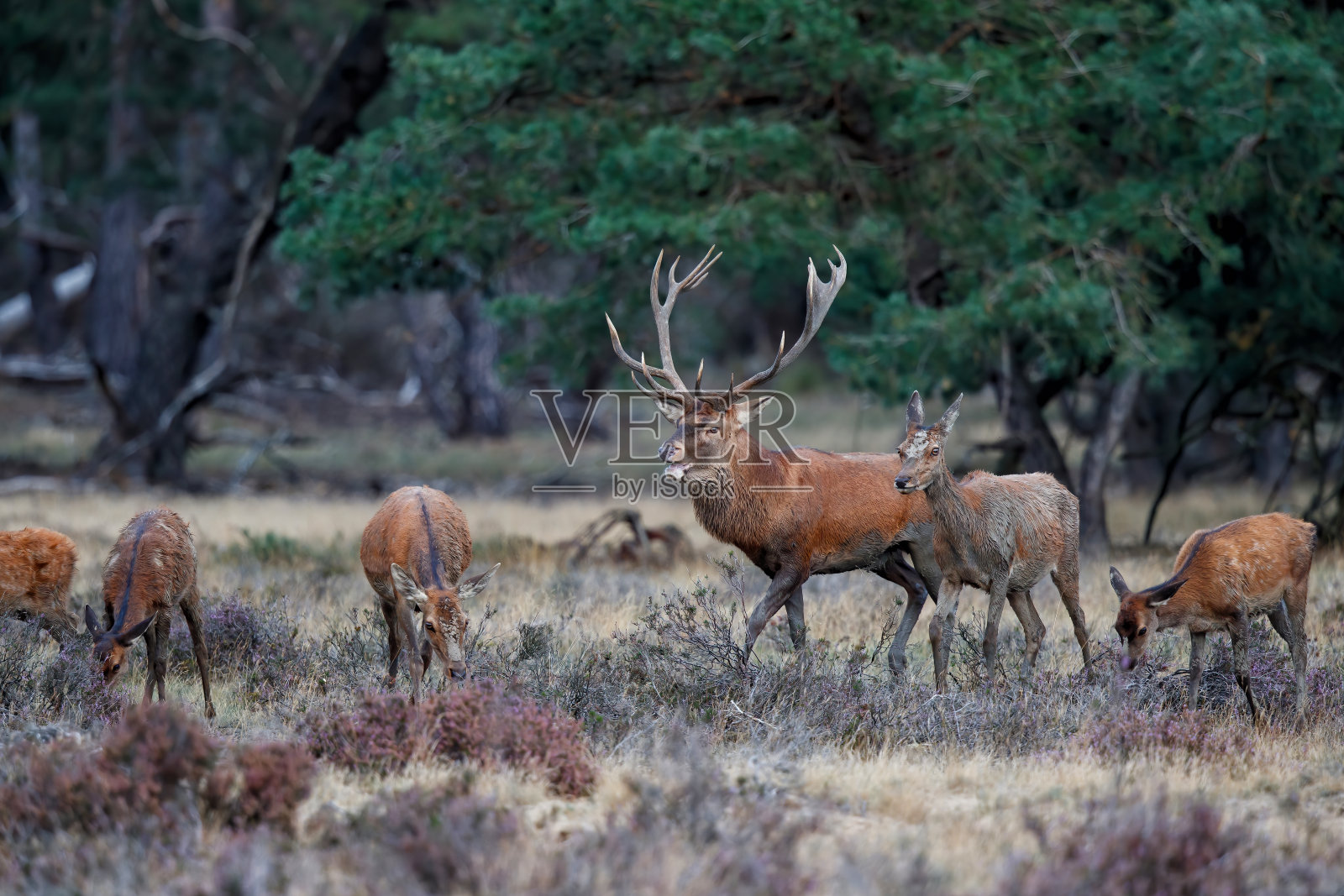 森林里有马鹿照片摄影图片