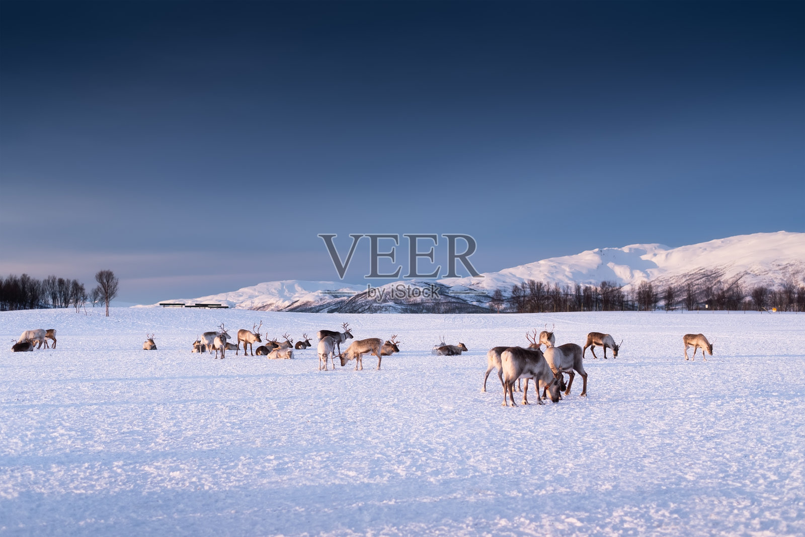日落时天空背景上的鹿。动物在野生动物。冬天的风景在日落鹿。挪威特罗姆瑟——旅行照片摄影图片