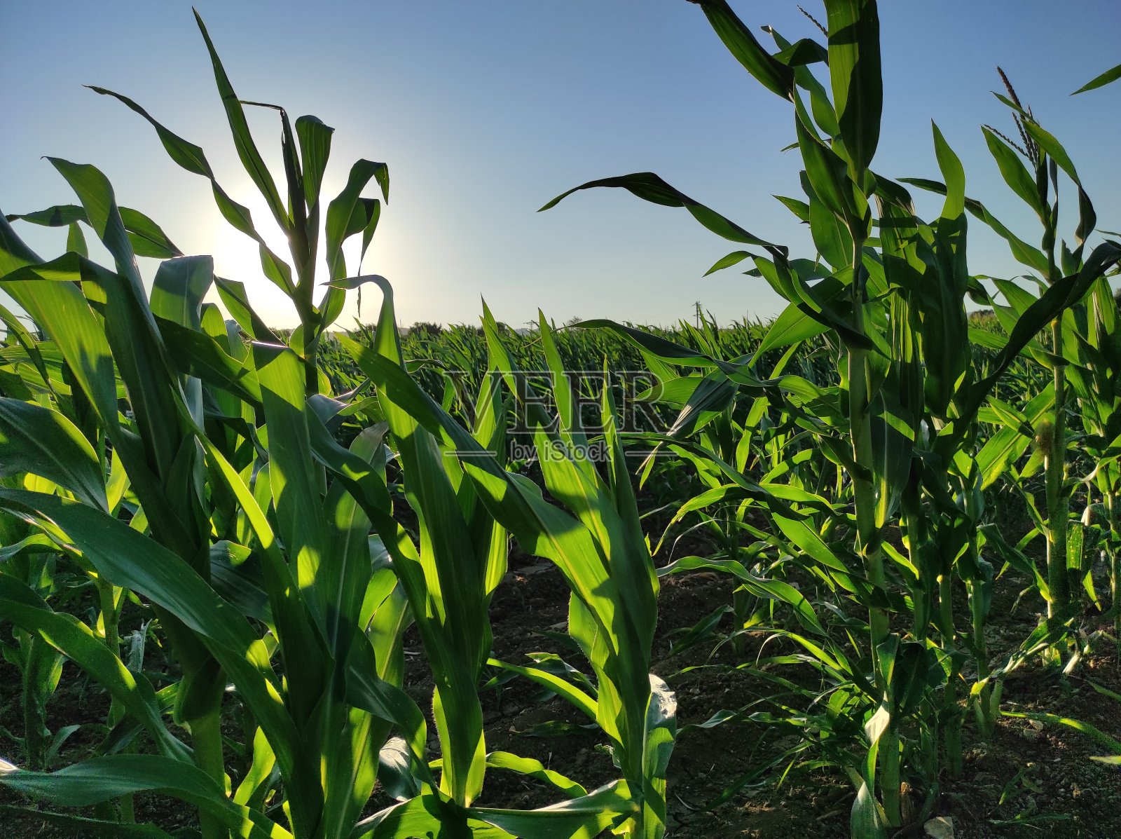 玉米田照片摄影图片