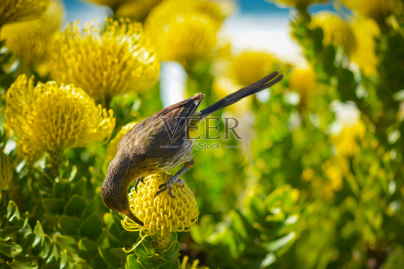 普罗塔斯的sugerbirds角照片摄影图片
