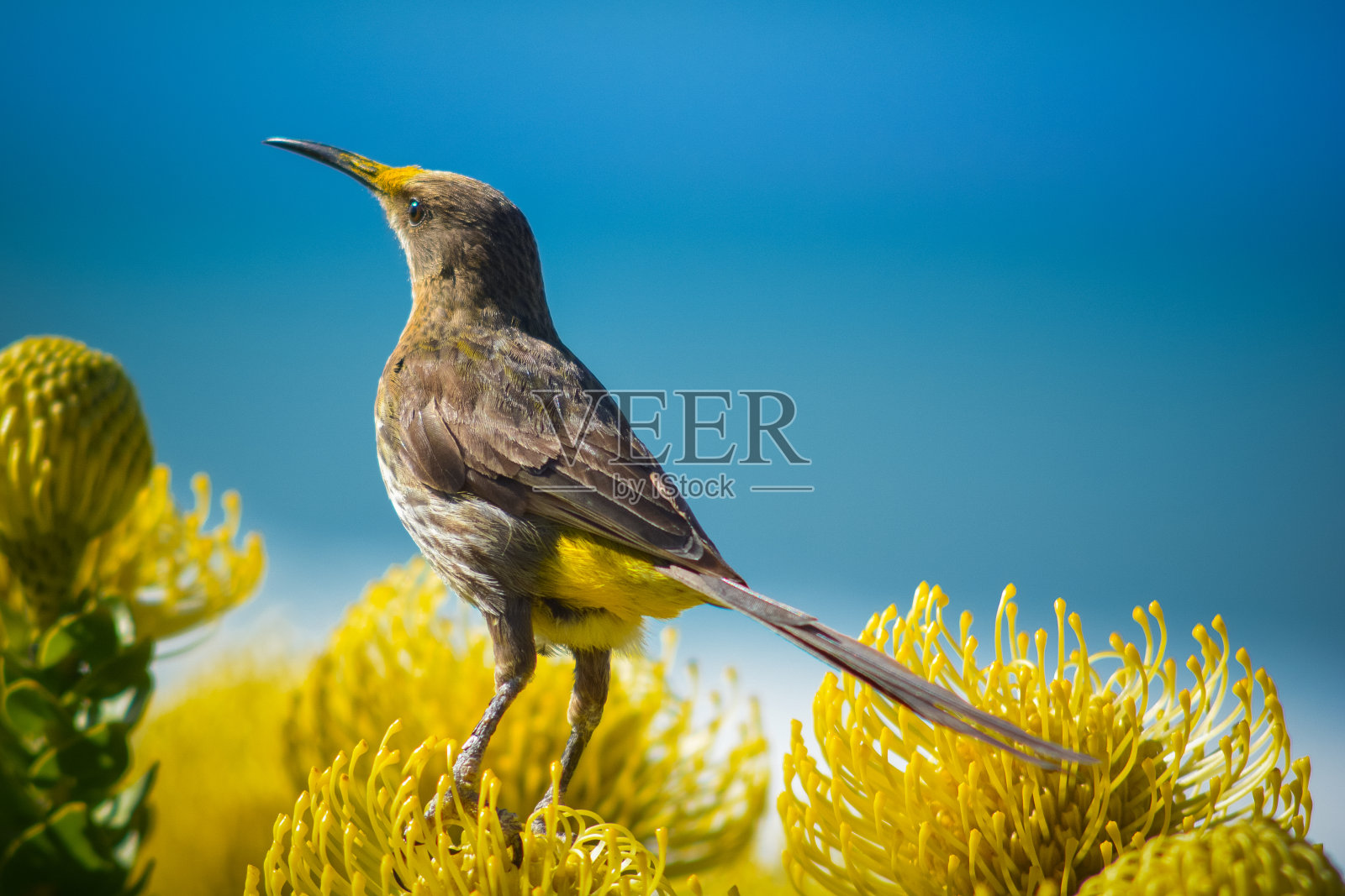 普罗塔斯的sugerbirds角照片摄影图片