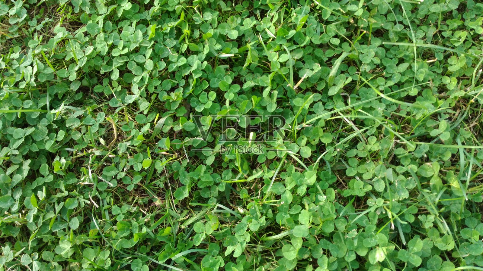 自然界的绿叶植物照片摄影图片