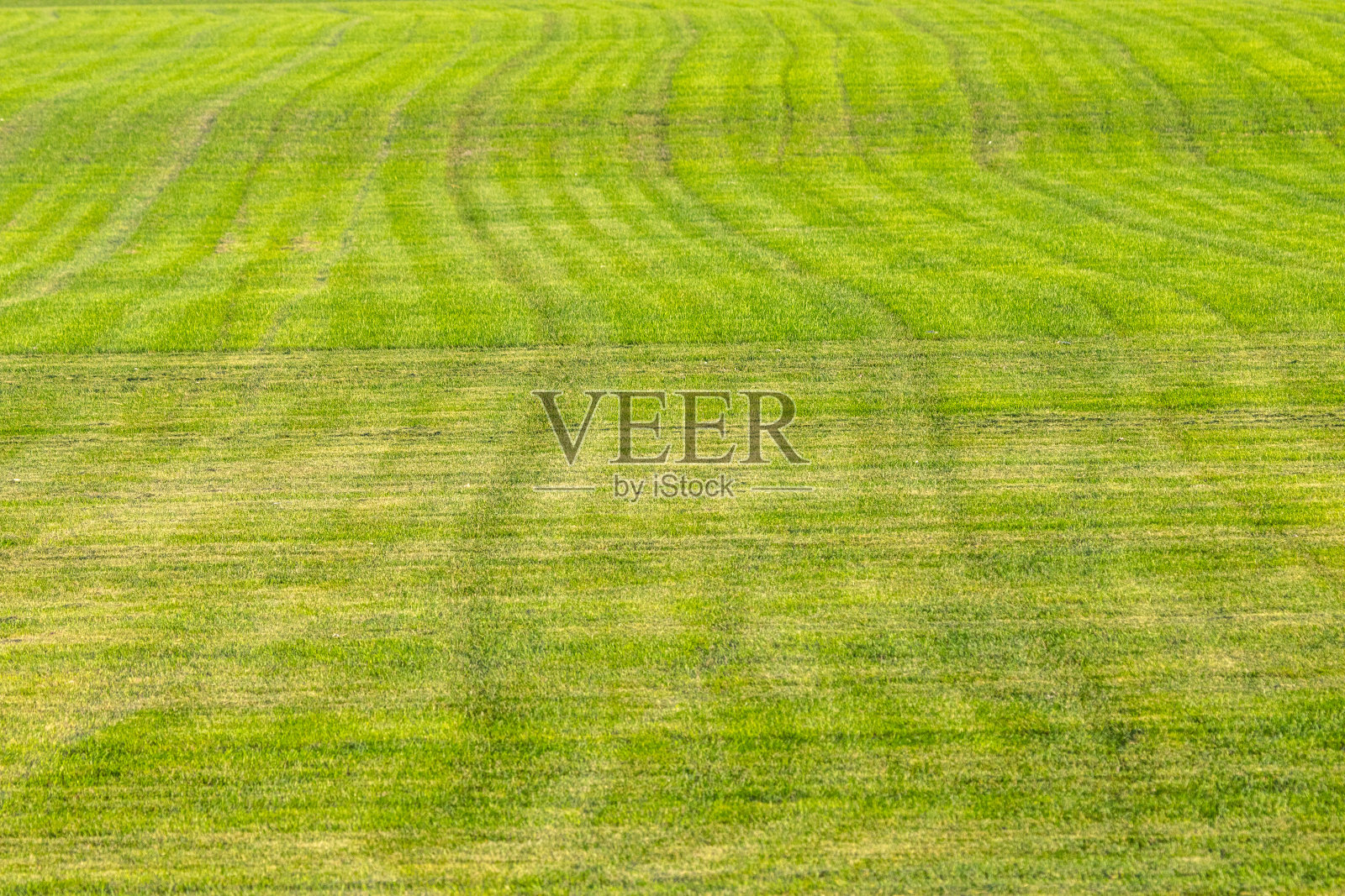 草坪草的工业生产。修剪过的农田，耐机械冲击和耐干旱的绿色草坪草。照片摄影图片