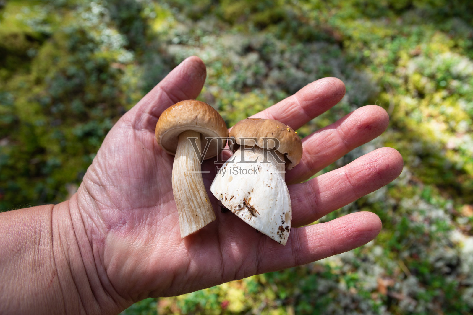 蘑菇。照片摄影图片