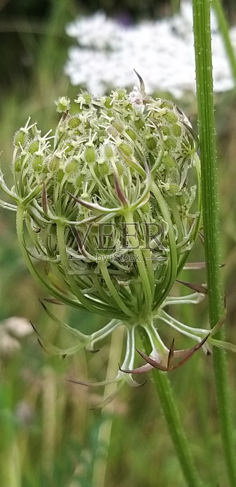 被困在布什照片摄影图片