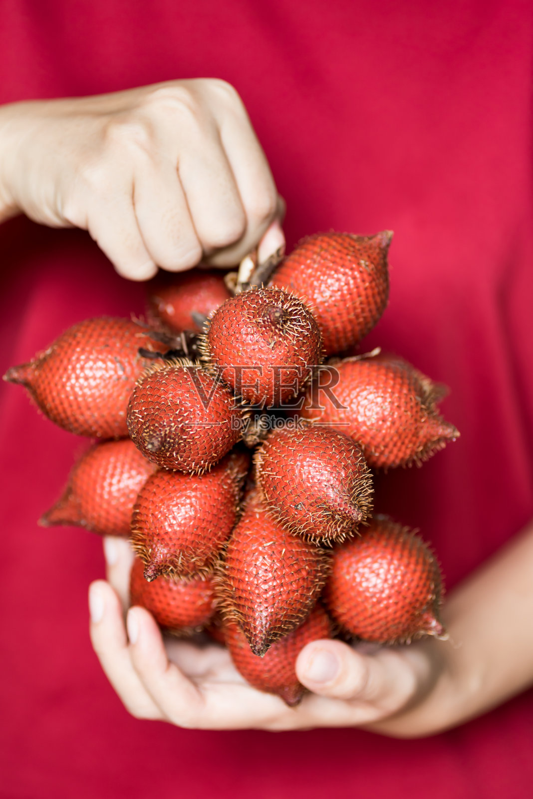 用手捧着红色的萨拉卡水果照片摄影图片