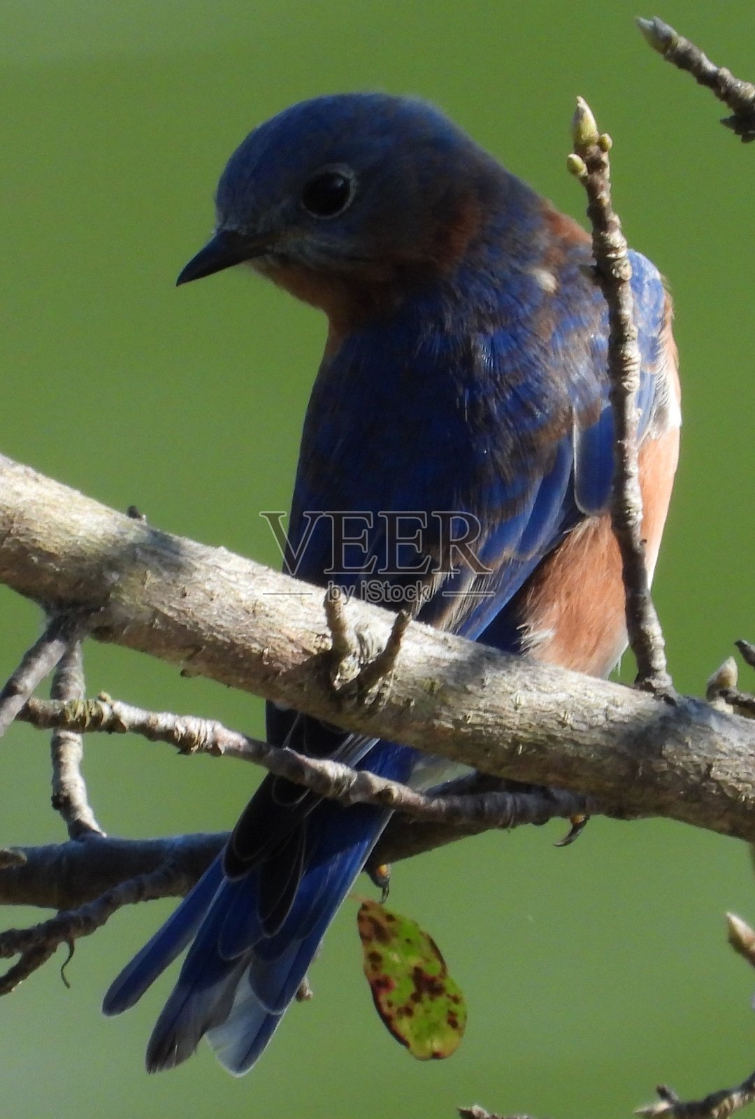 自然图像照片摄影图片