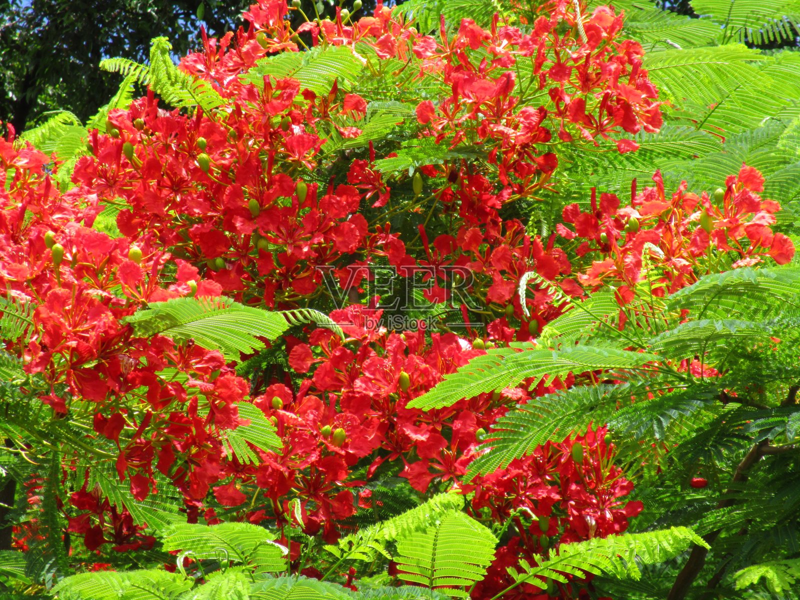 鲜红色的叶子和绿色的蕨类植物照片摄影图片