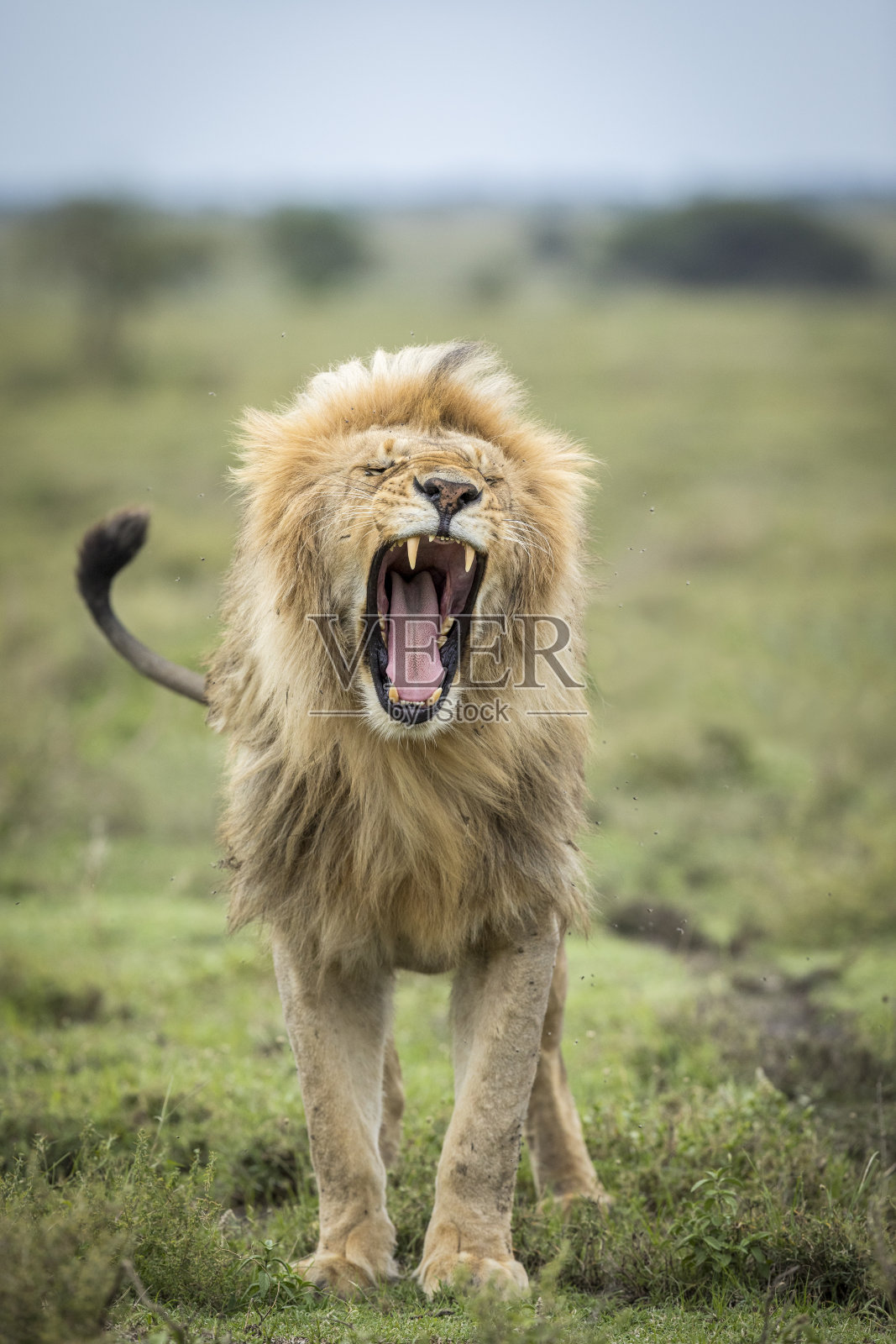 坦桑尼亚的恩杜图，一只美丽的雄狮在打哈欠照片摄影图片