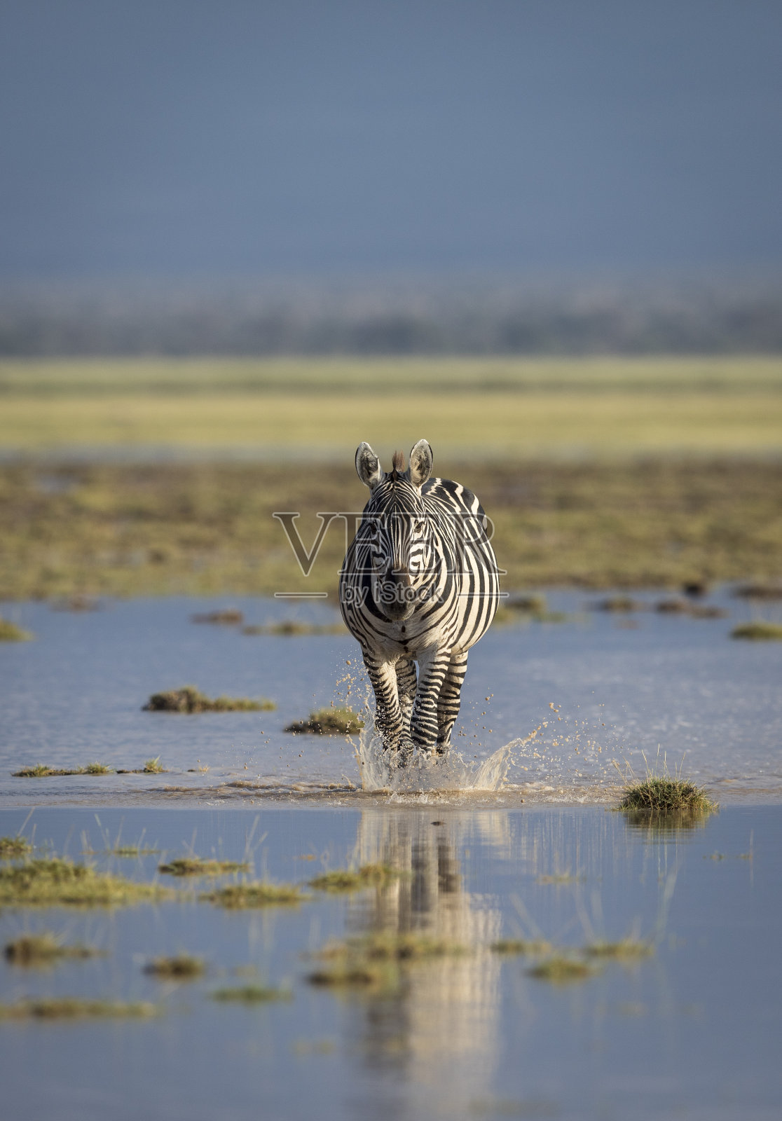 在肯尼亚安博塞利国家公园，一只成年斑马走向相机溅水的垂直肖像照片摄影图片