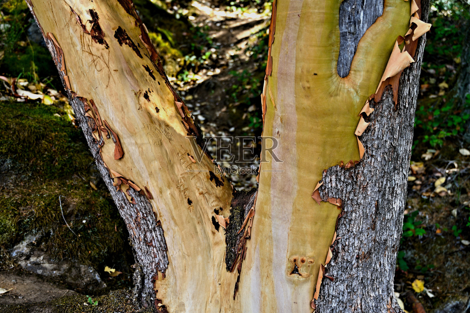 Madrona树照片摄影图片