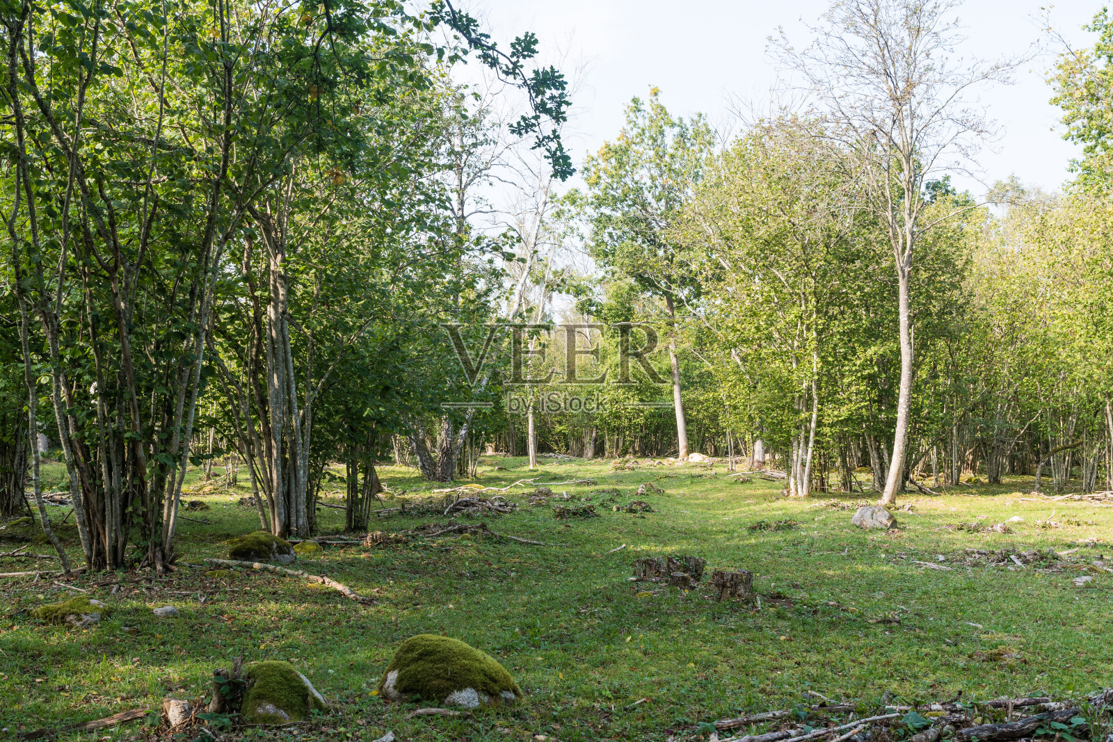 绿色乡村景观照片摄影图片