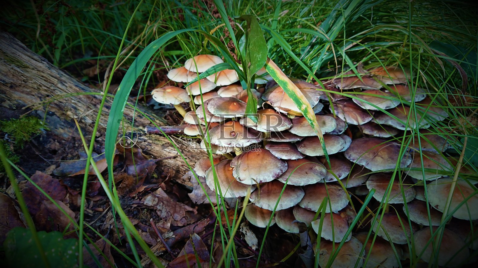 赫布斯特，瓦尔德，皮尔兹，鲍姆皮尔兹，真菌，蘑菇，弗罗施，青蛙，秋天，秋天，森林照片摄影图片