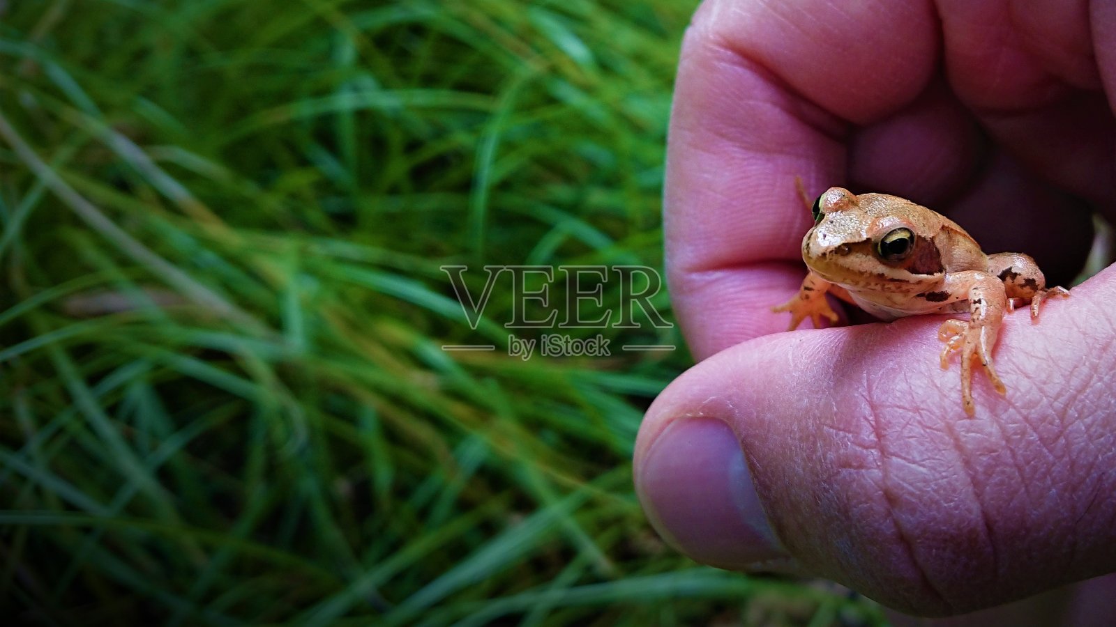赫布斯特，瓦尔德，皮尔兹，鲍姆皮尔兹，真菌，蘑菇，弗罗施，青蛙，秋天，秋天，森林照片摄影图片