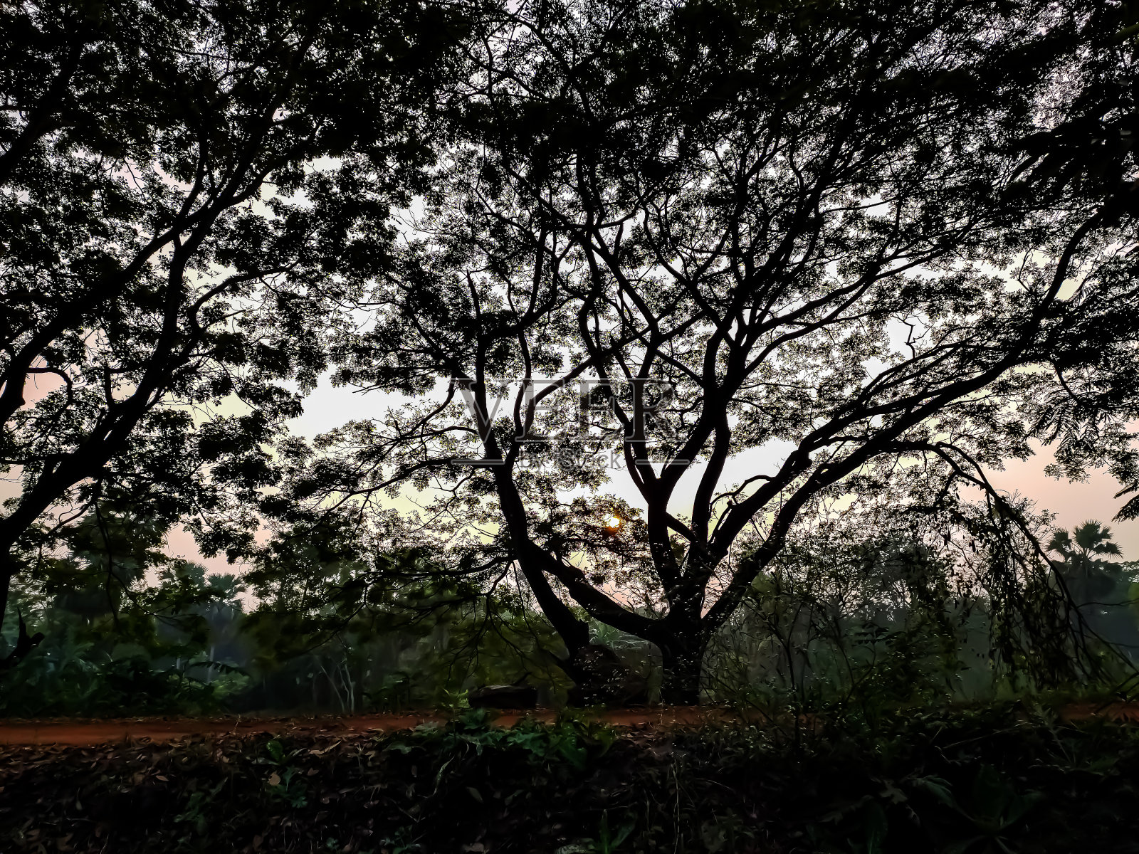 在印度北部，透过一棵大树的树枝缝隙可以看到日落。照片摄影图片