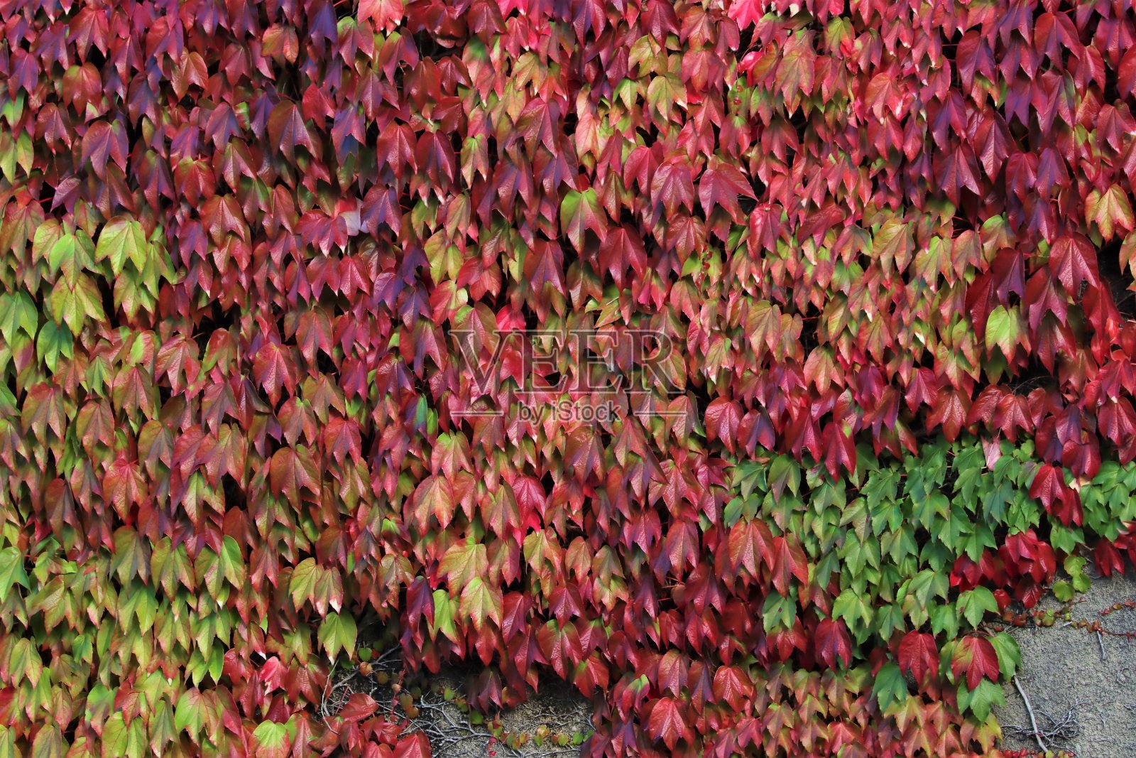攀缘植物，常春藤的叶子在墙上由绿色变成了秋天的红色和黄色照片摄影图片