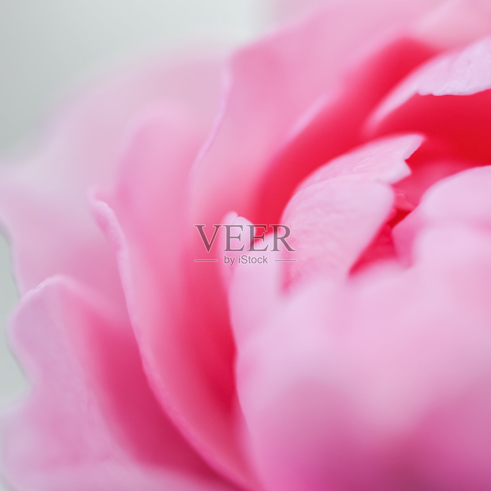 柔和的焦点，抽象的花卉背景，粉红色的玫瑰花瓣。宏观鲜花背景假日设计照片摄影图片