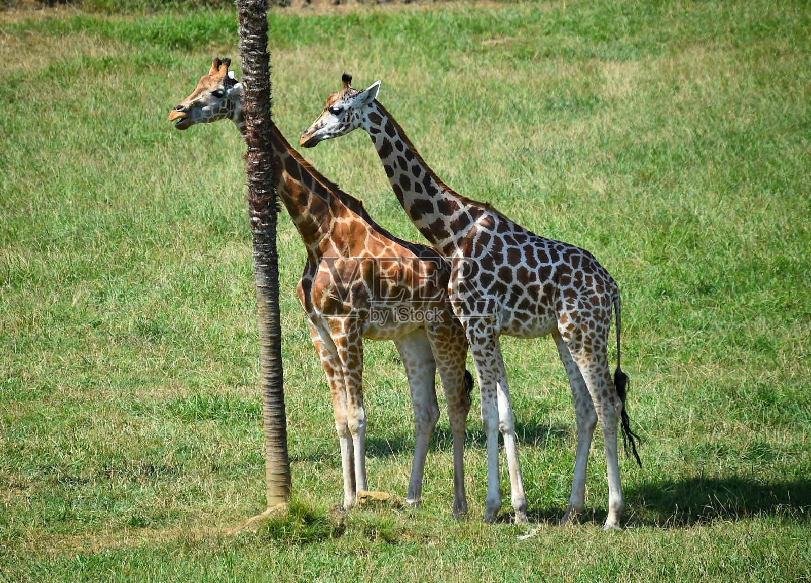 狩猎中的长长颈鹿照片摄影图片