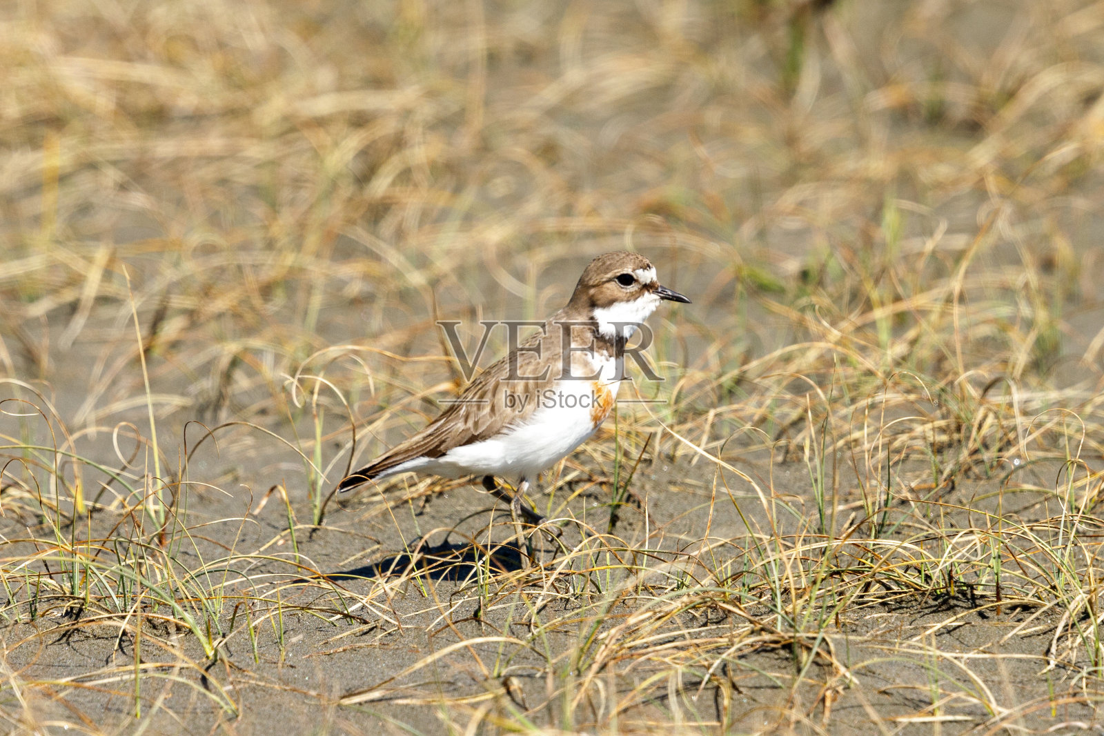 大洋洲的双带状Dotterel照片摄影图片