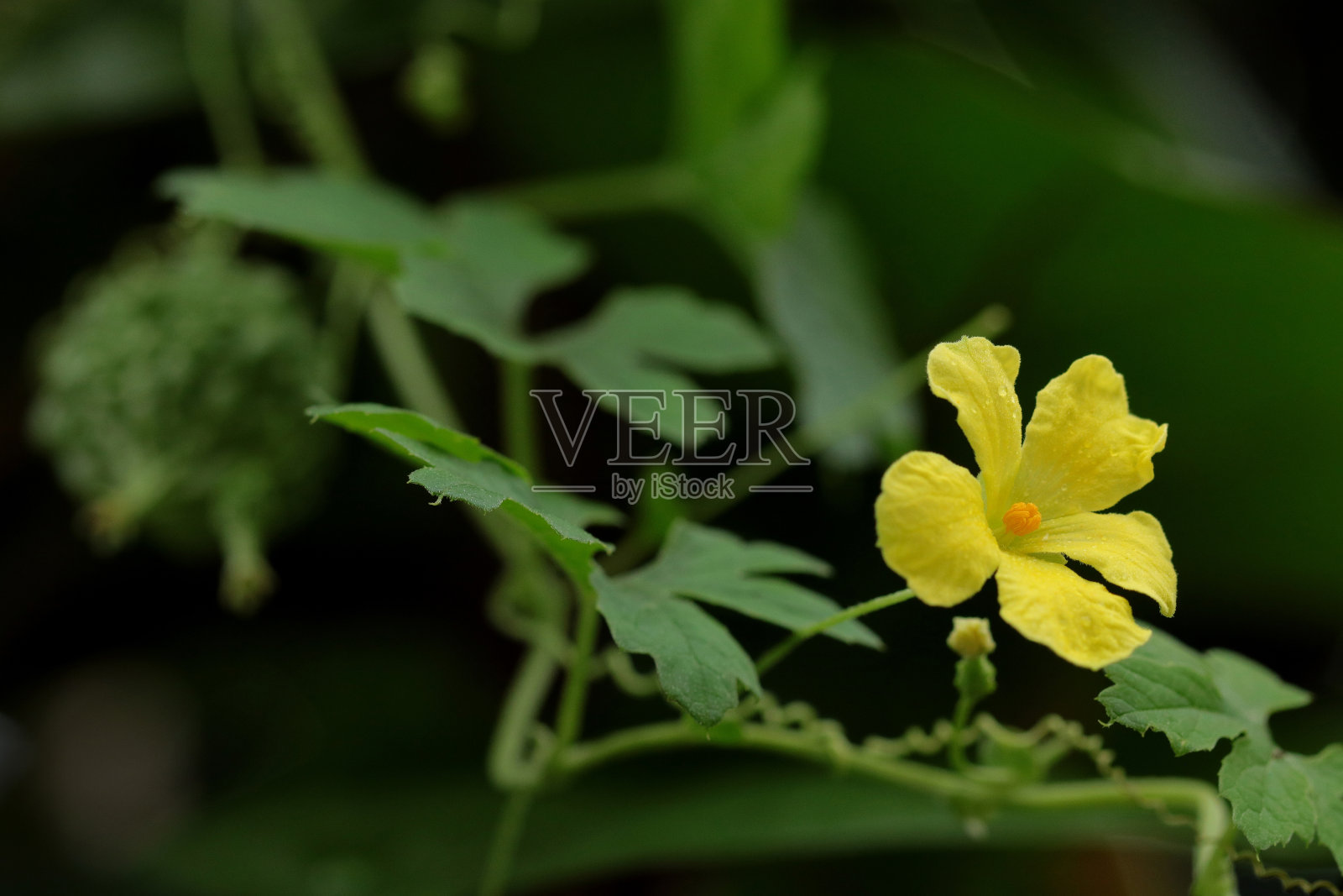 苦瓜花照片摄影图片