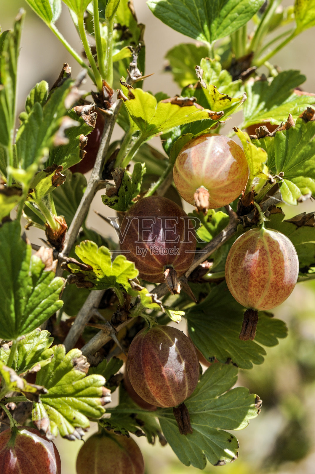 醋栗照片摄影图片