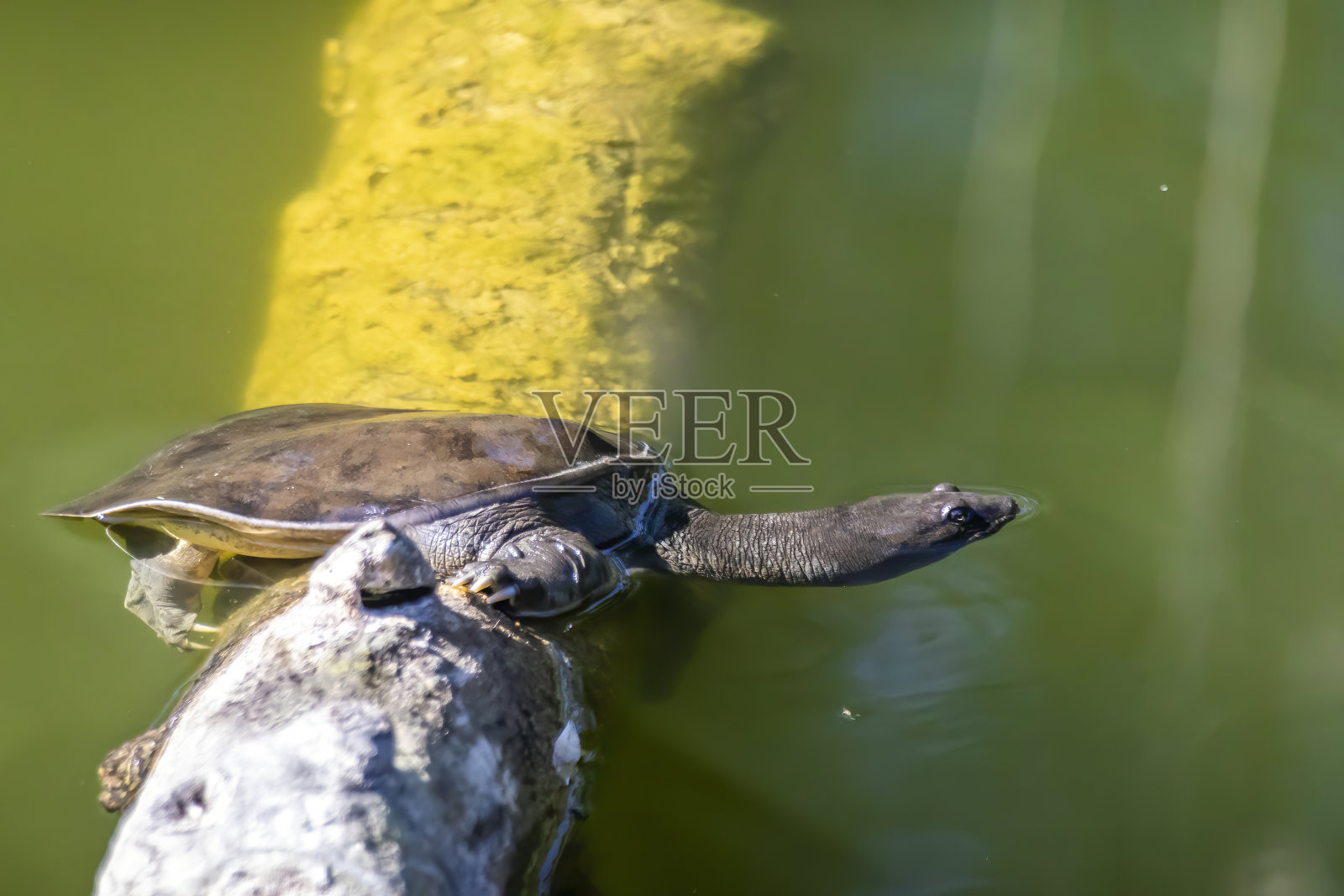 在一个阳光明媚的夏天，动物园里的一只软壳龟坐在绿色的水中的木头上。照片摄影图片