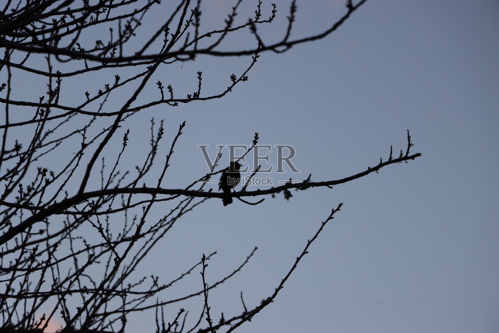 鸟在树枝照片摄影图片