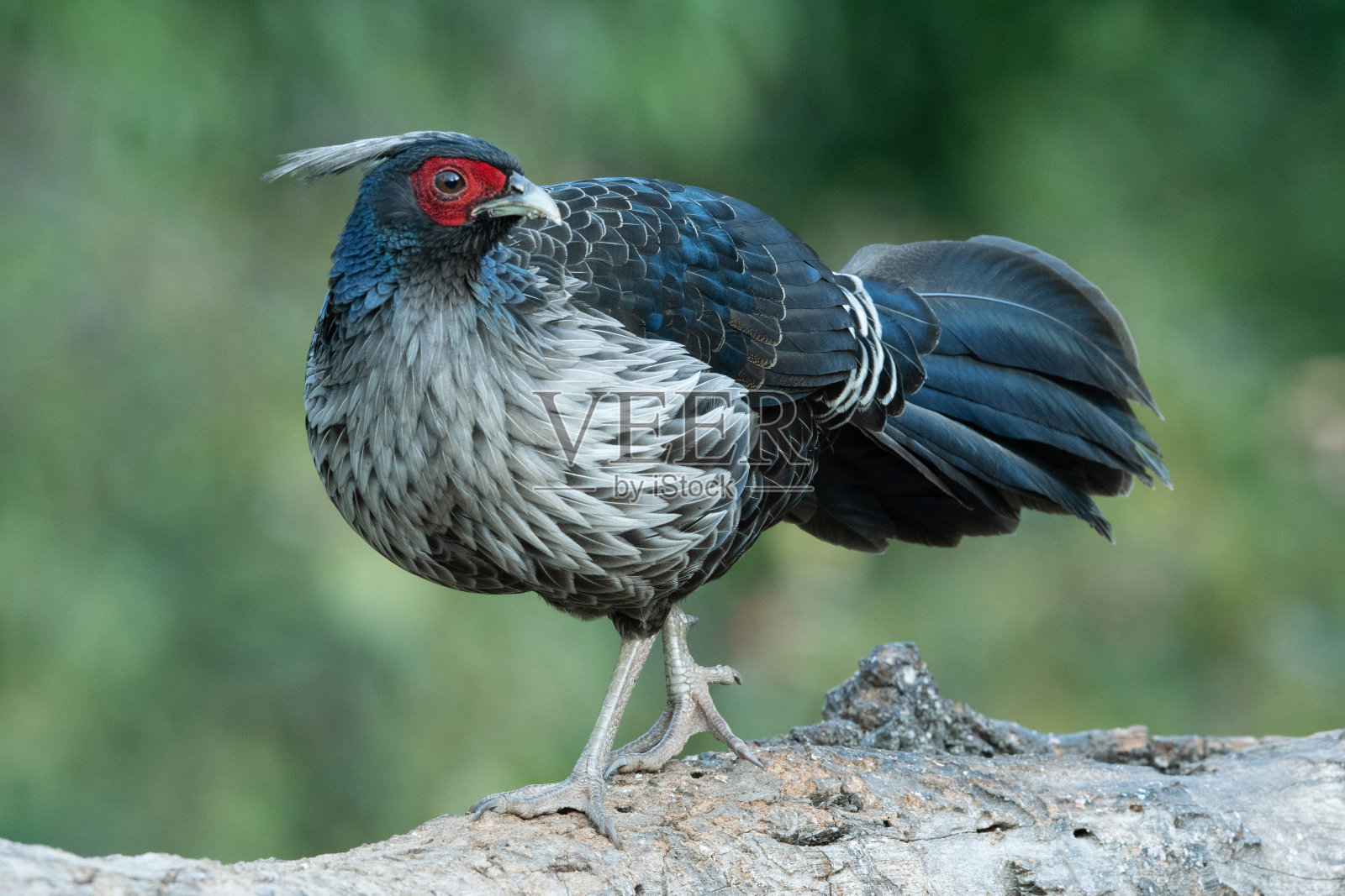 哈利杰· 菲桑特， 洛普拉 · 卢科梅拉诺斯， 萨塔尔， 奈尼塔尔， 乌塔拉坎德， 印度照片摄影图片