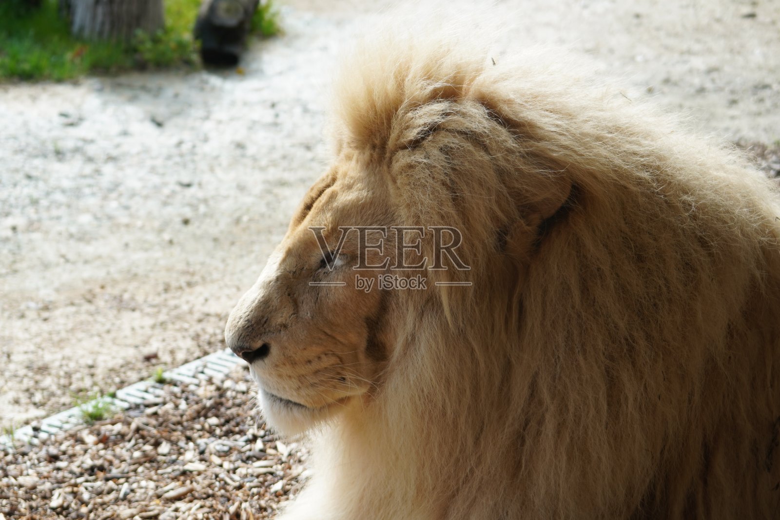 白狮照片摄影图片