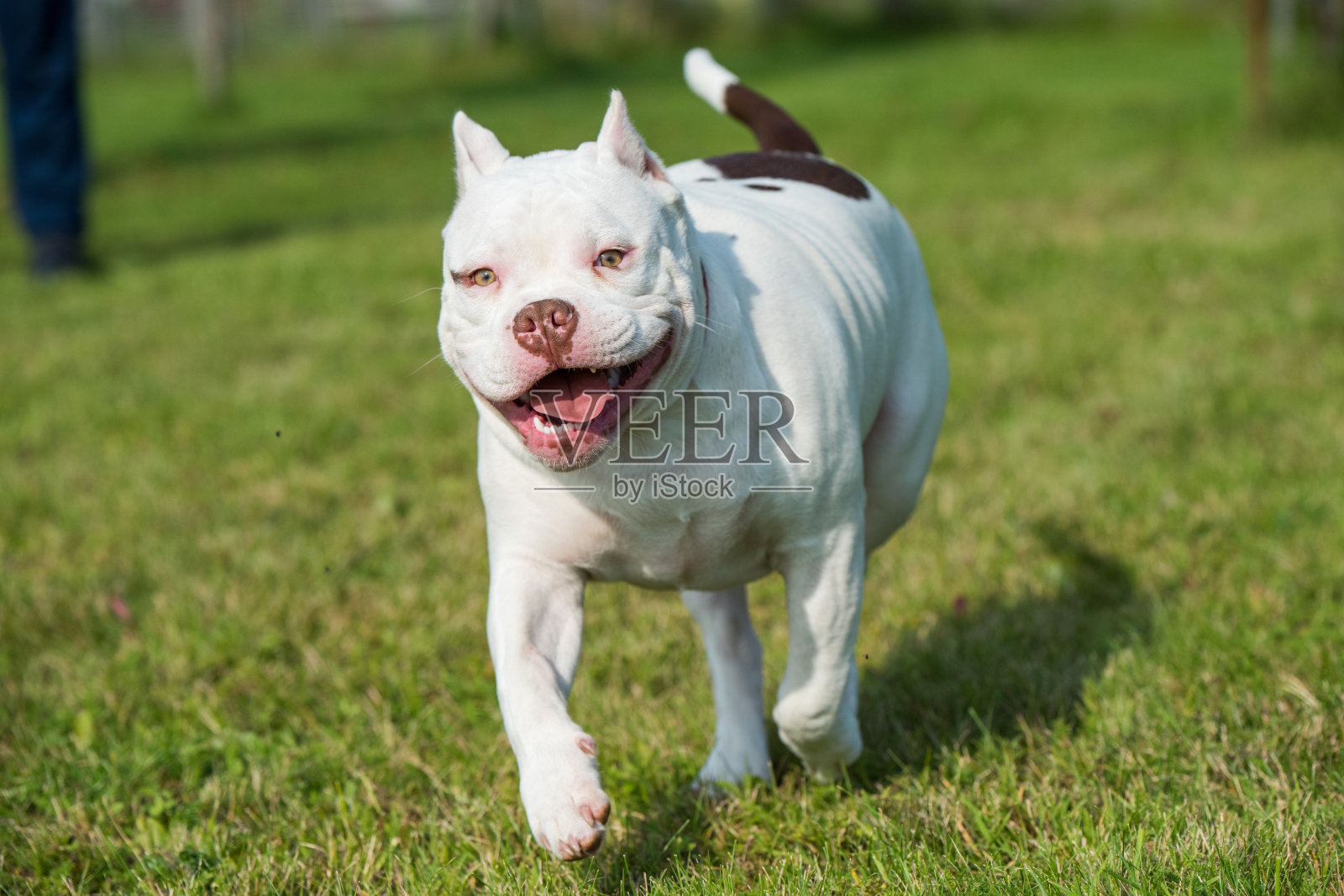 美国恶霸小狗在草地上移动照片摄影图片