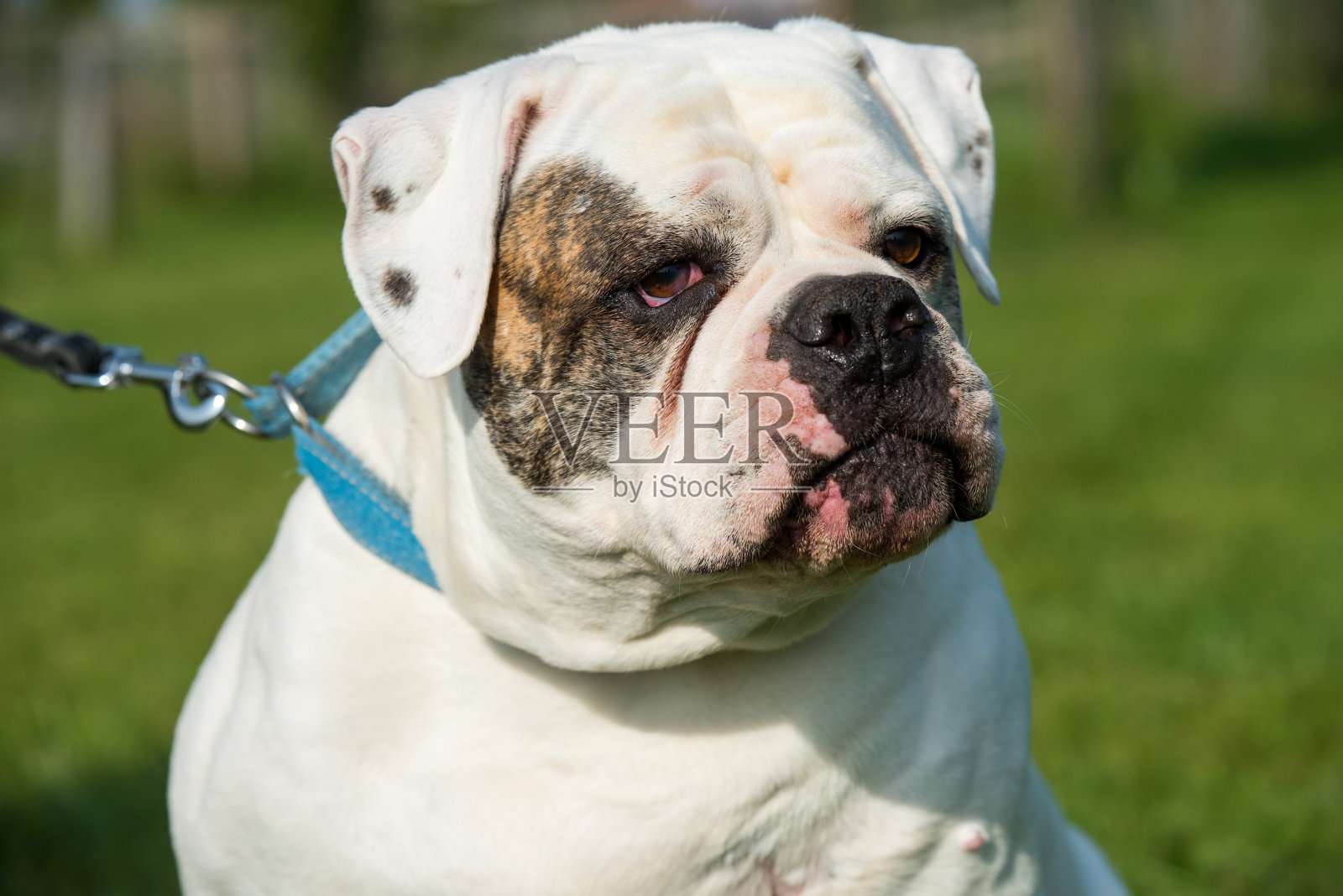 白毛美国斗牛犬狗肖像外面照片摄影图片