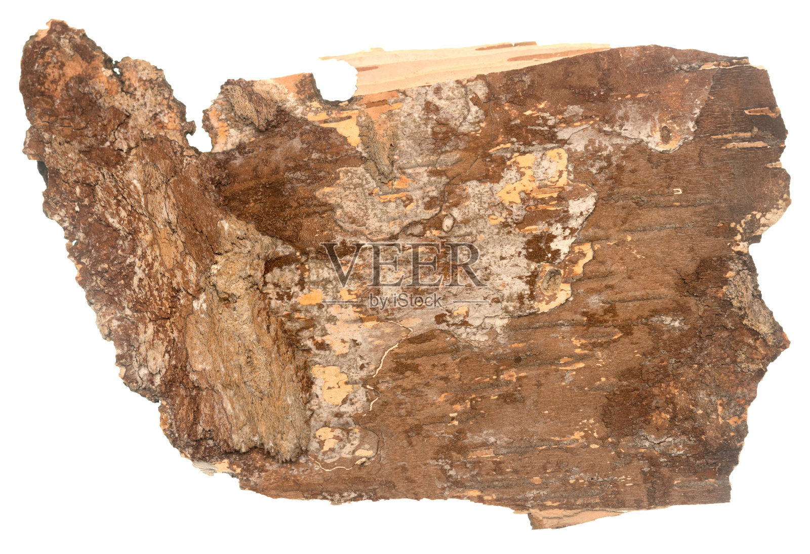 树皮白色照片摄影图片